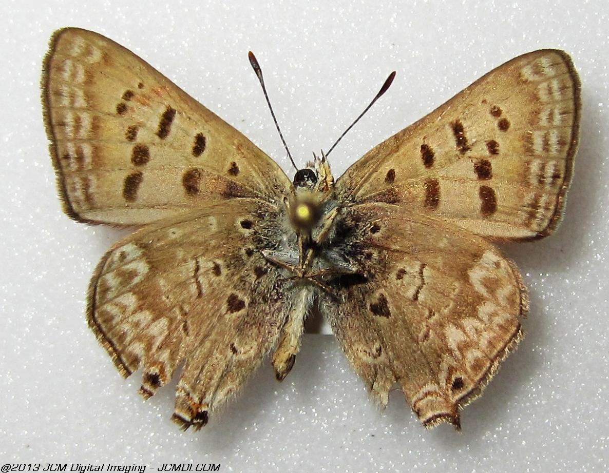 Unidentified Hairstreak